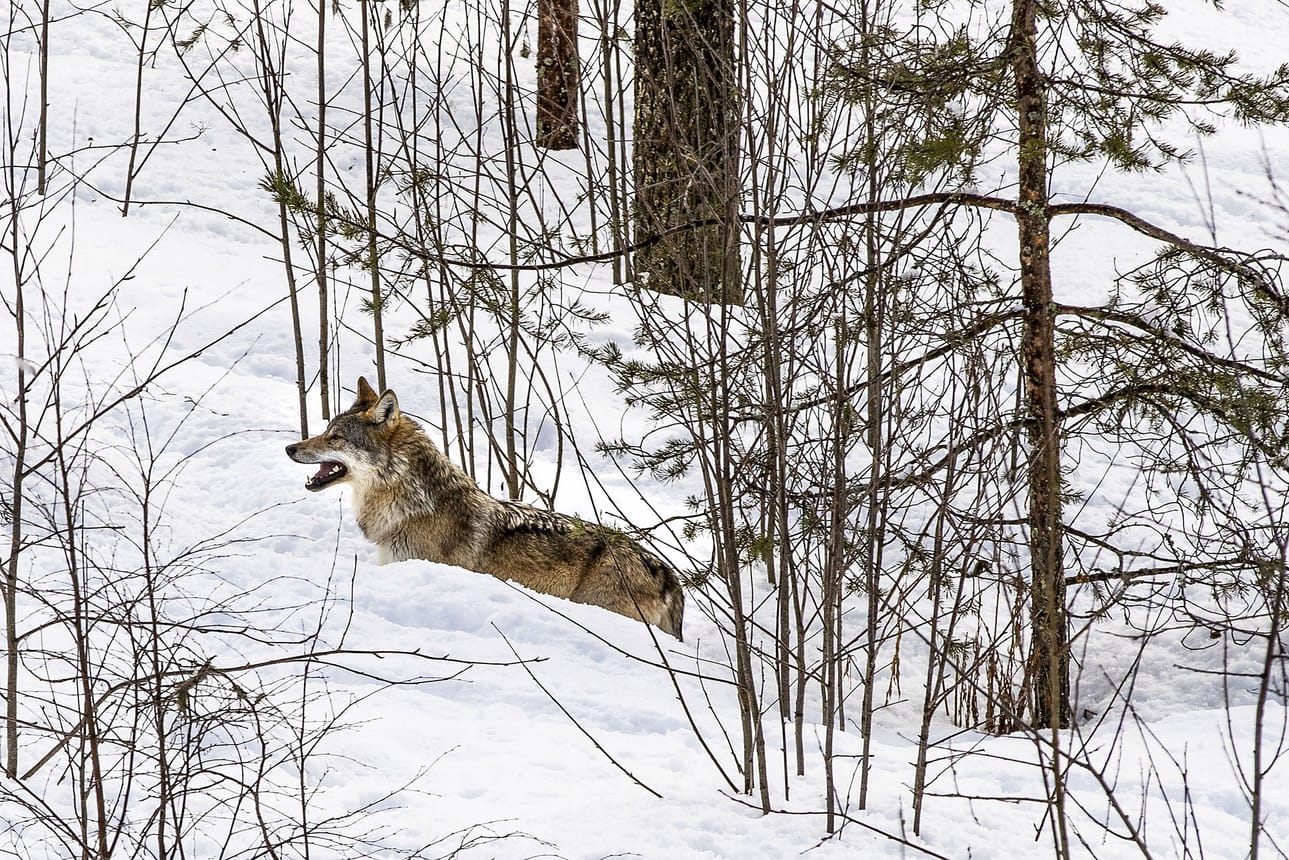 Poliisin mukaan kaikilla susireviirialueilla sudet saattavat yksittäisiä kertoja kulkea lähellä ihmisasutusta. Arkistokuvassa on Ranuan eläinpuiston susi.
