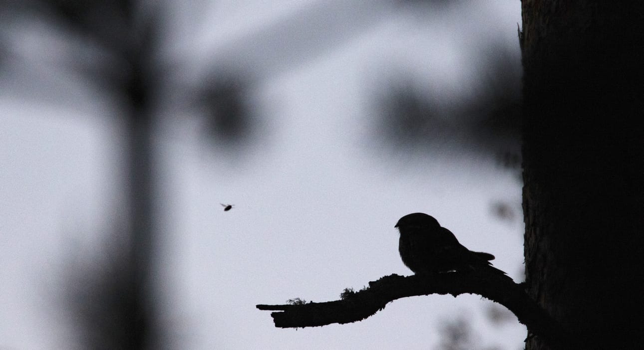 Pohjois-Pohjanmaalla harvinainen, öisin hyönteisiä saalistava kehrääjä havaittiin Oulunsalossa kesäkuussa.