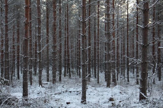 Metsät kasvavat Etelä-Pohjanmaalla vuodessa yhteensä 5,3 miljoonaa kuutiometriä ja koko maassa enemmän kuin koskaan aiemmin, 110 miljoonaa kuutiometriä. KUVA: ARTO TAKALAMPI