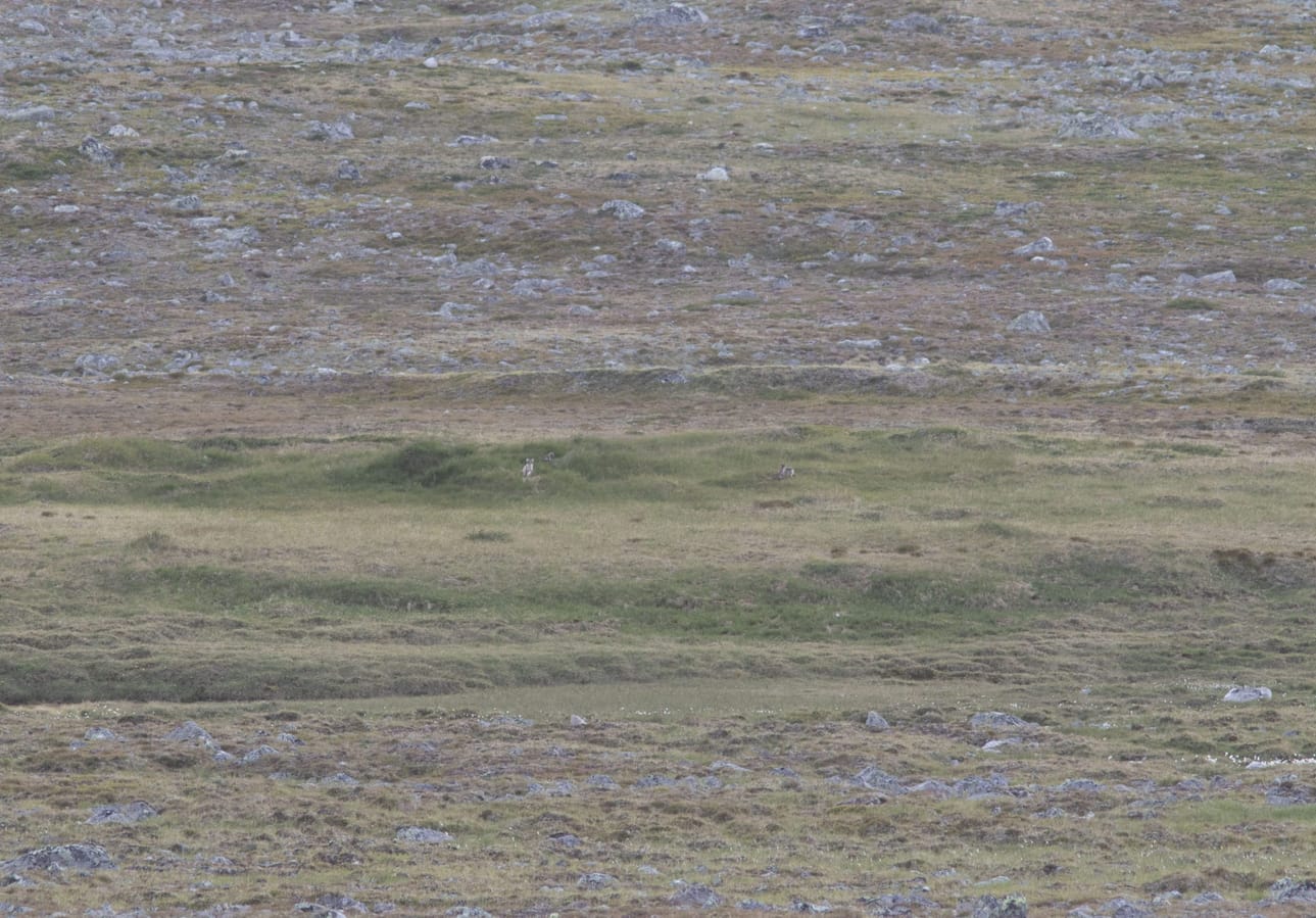 Kolmen naalin poikasen pesue pesän edustalla Enontekiön tunturialueella. LEHTIKUVA / Handout / Metsähallitus / WWF