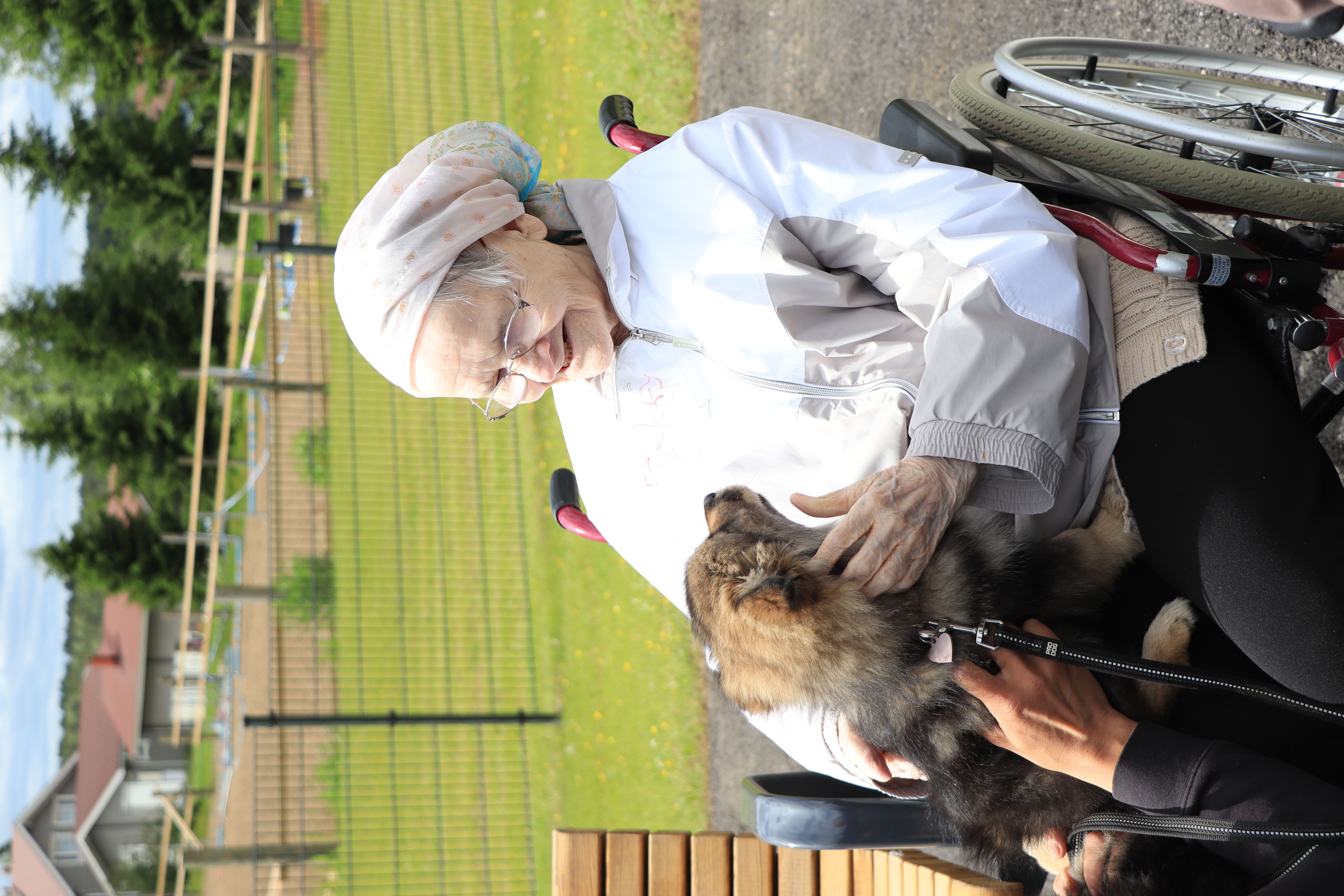 Pyhännän Nestorin kesäjuhlissa kuunneltiin haitarimusiikkia ja siliteltiin harvinaisia lapinlehmiä