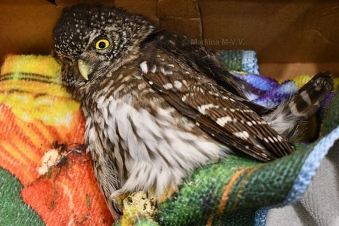 Jurvalaislähtöinen ennätyspöllö matkasi 1 218 kilometriä Jurvasta Venäjälle Galich-nimisen pikkukaupungin liepeille Kostroman piirikuntaan. KUVA: MARIA MARKINA