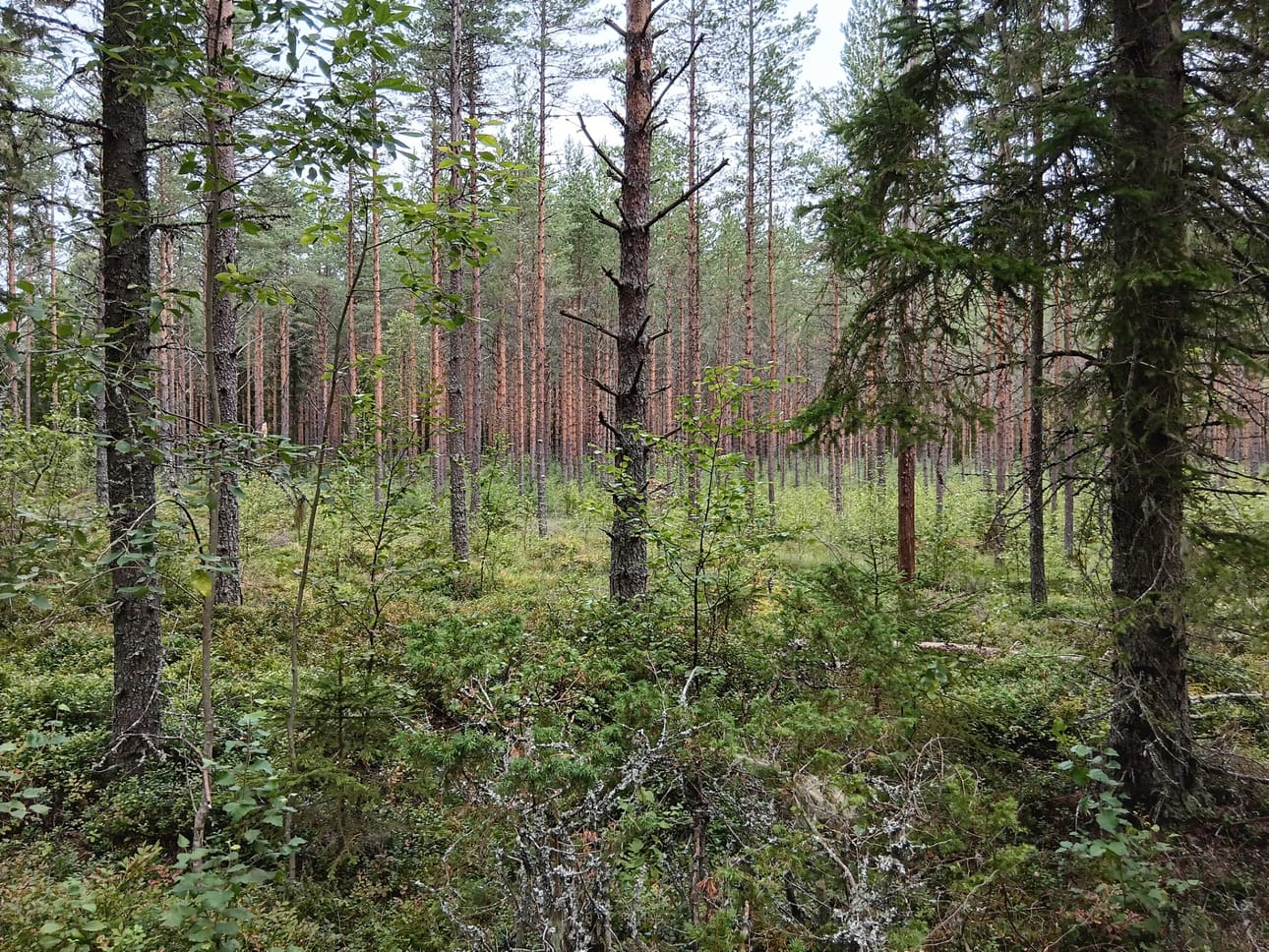 Tässä se on. Mustikkametsä, jonka löysin Mustikkakartta-sovelluksen avulla erittäin helposti ja nopeasti.