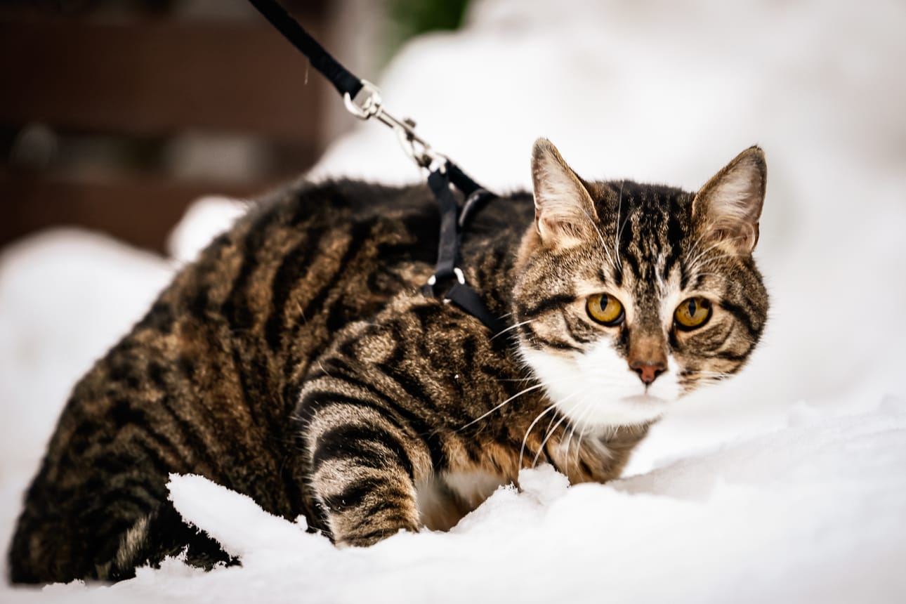 Nalle-kissa pääsi livahtamaan karkuun viideksi päiväksi.