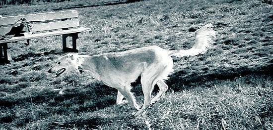 Vuoden ikäinen saluki Sumi tykkää juosta pitkiä matkoja. Puolivälinkankaan koira-aitauksessa pääsevät enimmät höyryt ulos.