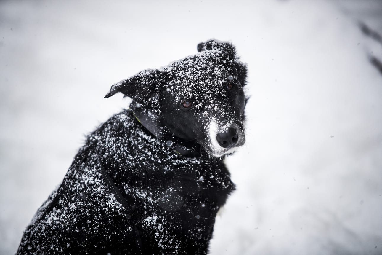 Haluatko sinä lähettää oman koirakuvasi meille ja muiden lukijoiden iloksi?