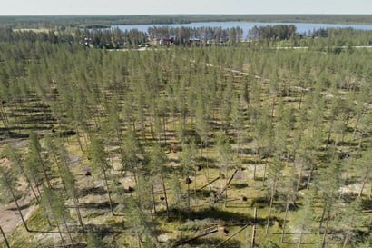 Satelliittikuvat paikantamaan metsätuhoja – Tieto metsänomistajille jo tuhojen varhaisessa vaiheessa