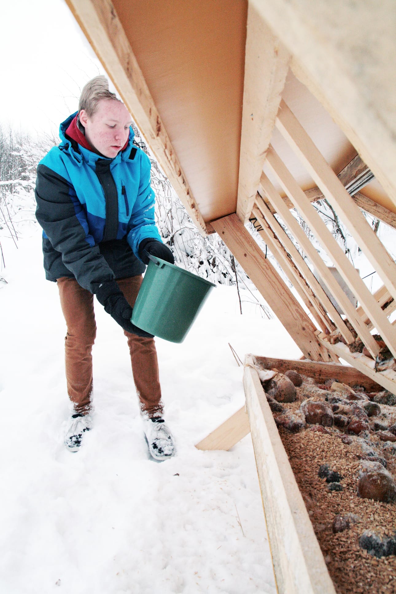 Niklas Kämäräinen kantaa kaura-annoksen ruokintapaikalle.