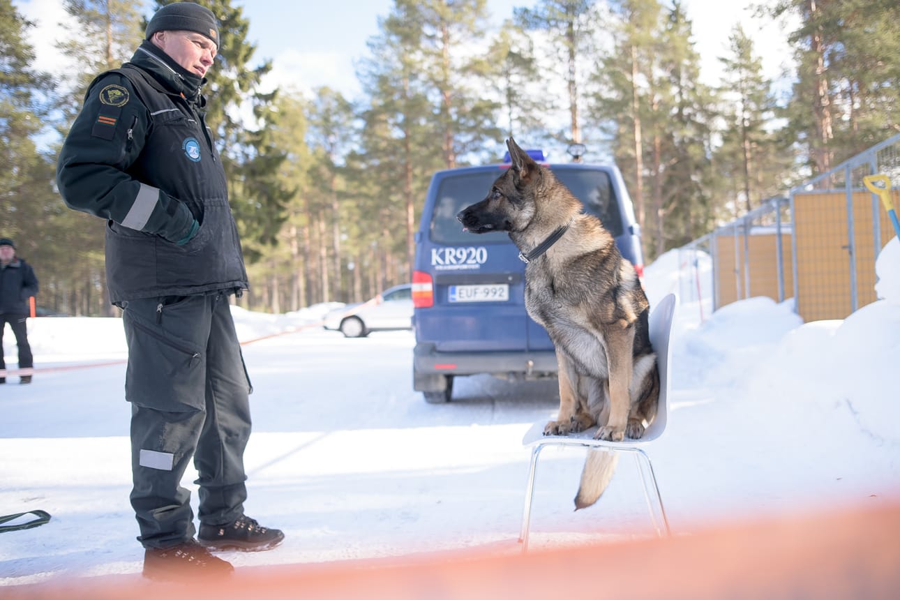 Koiraohjaaja Tero Väisäsen Jymy nousi käskystä tuolille.