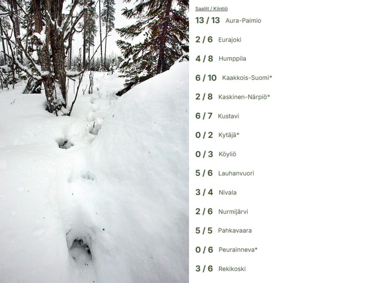 Sutta on saanut metsästää tämän vuoden alussa niissä paikoissa, jonne on annettu kiintiöitä. Kauhajoella kiintiötä on käytetty maan kärkijoukoissa.