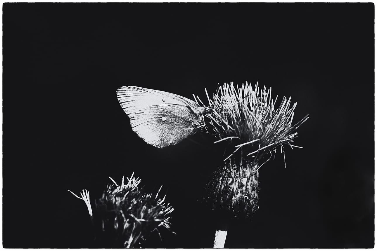 Butterfly-Merja Nevasaari