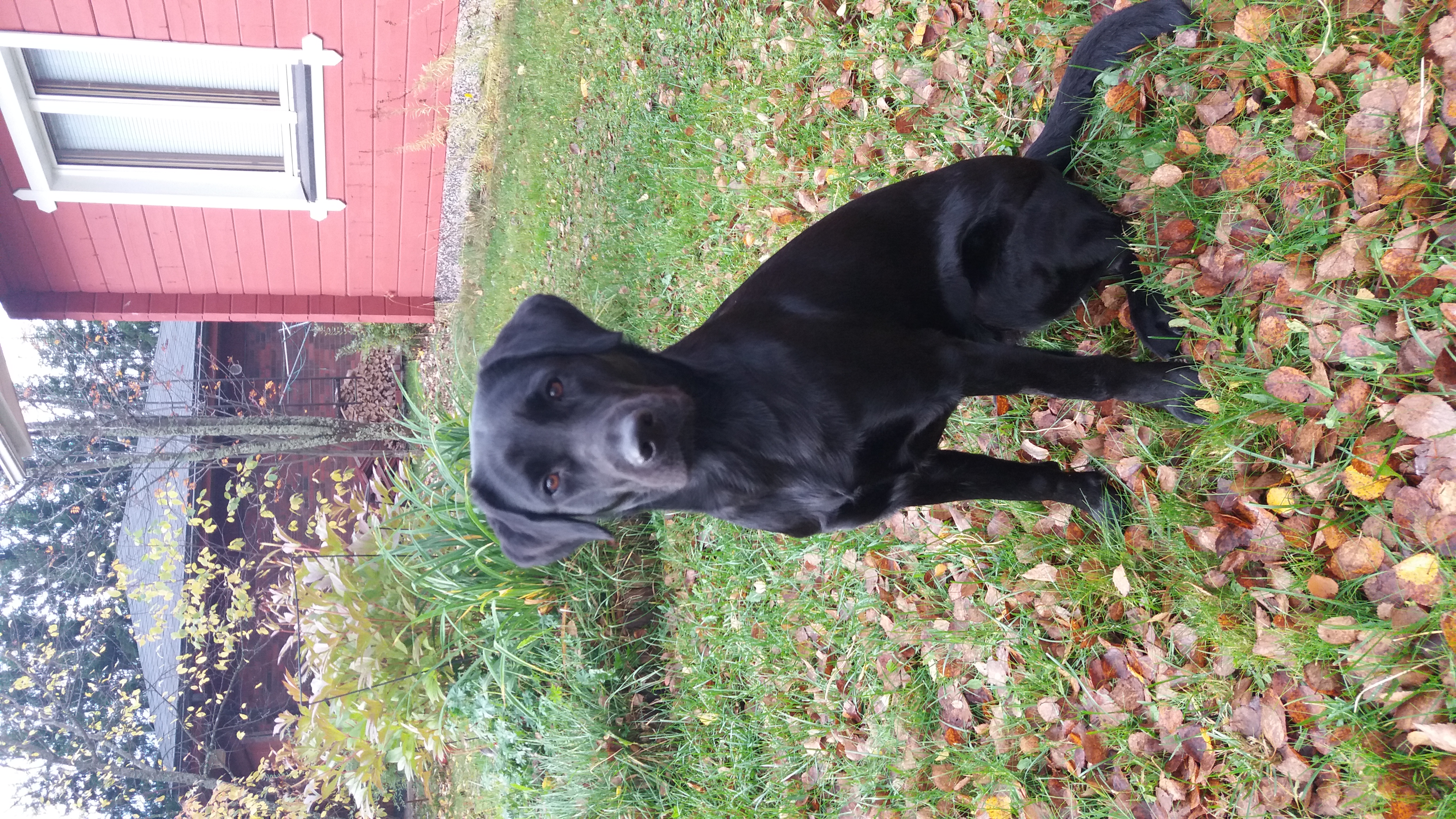 Tapauksessa loukkaantunut Heta on puolitoistavuotias labradorinnoutaja.