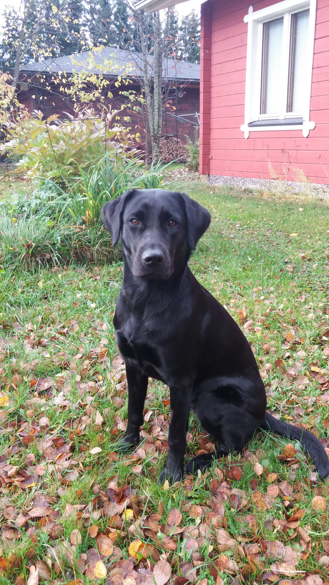 Tapauksessa loukkaantunut Heta on puolitoistavuotias labradorinnoutaja.