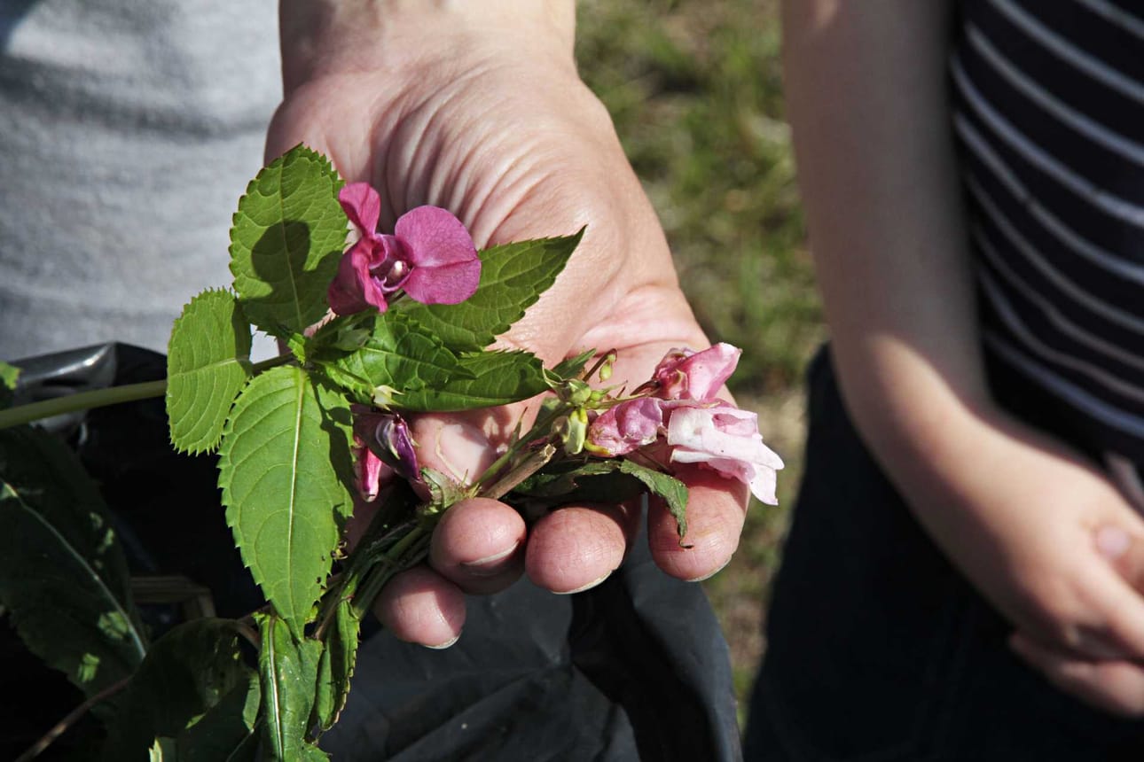 Jättipalsamin kukat voivat olla punaisen erisävyisiä, jopa lähes valkoisia. Lehdet ovat suippoja ja sahareunaisia, ruodit selvästi näkyvillä.