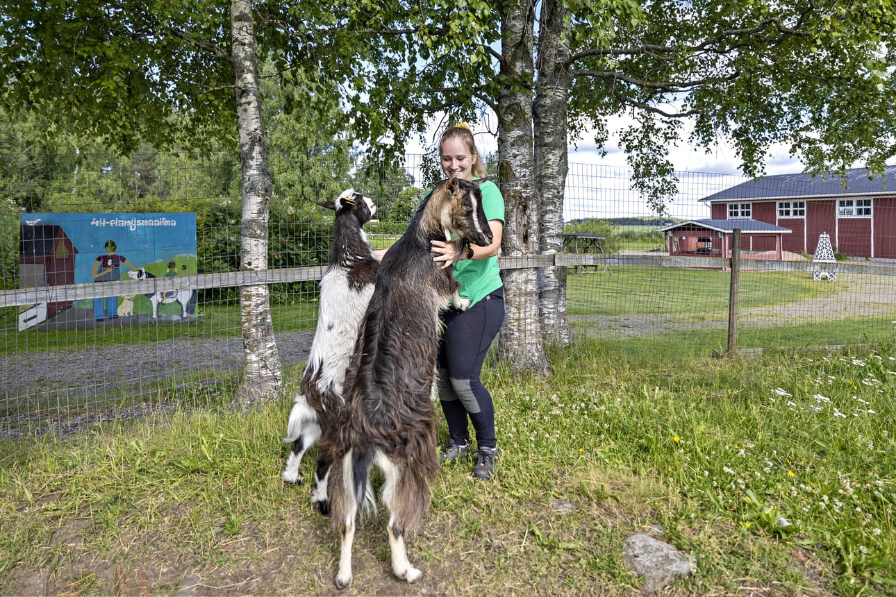 Elämysmaailman vuohet Kauno ja Tilli ovat Salla Kaukolan lemppareita.