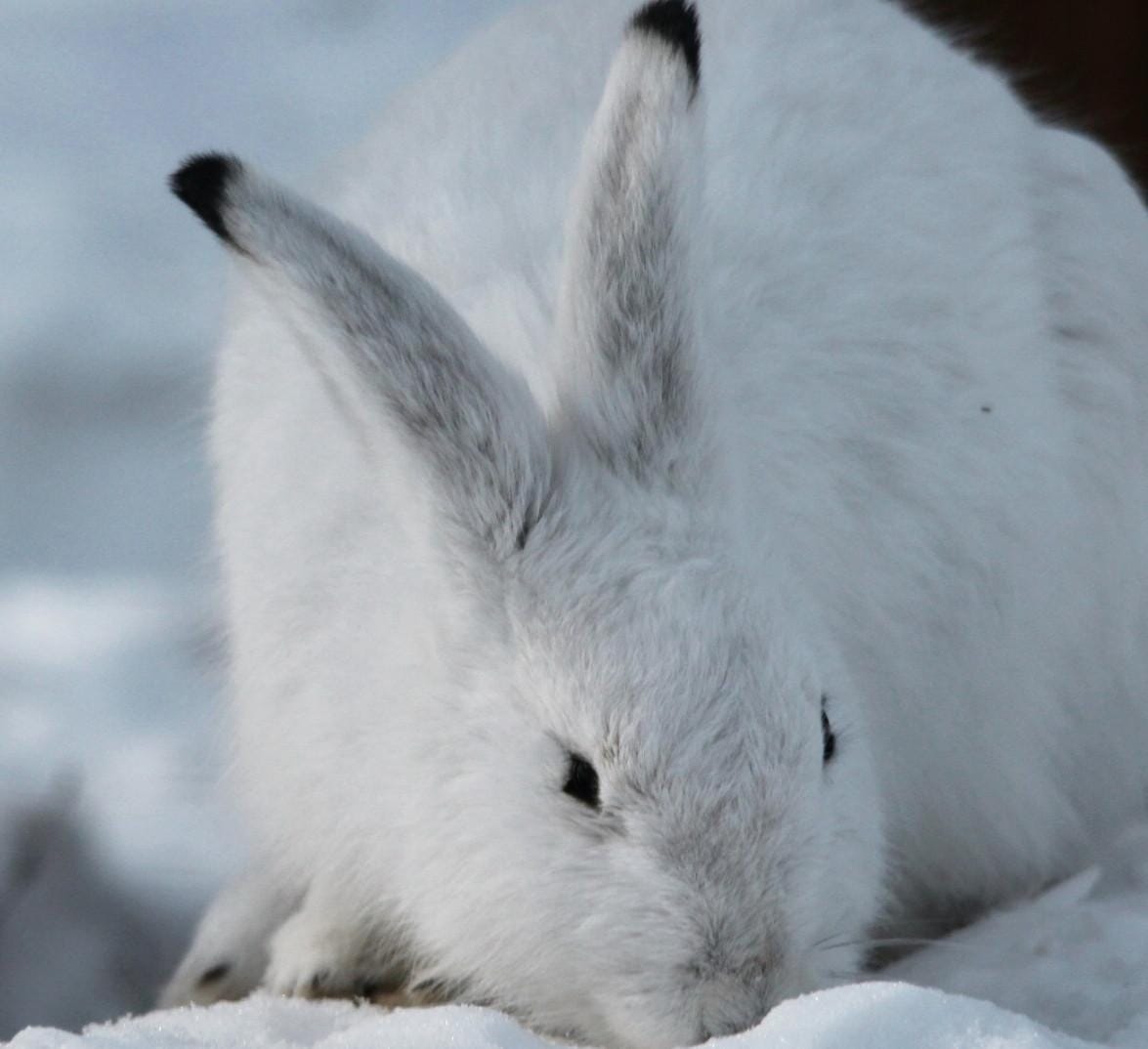 Jäniksen kuosi. Kuva ei liity tapaukseen.