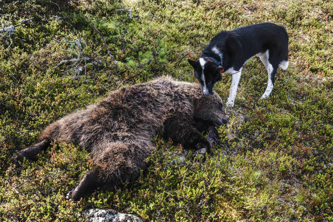 Tämä karhu kaadettiin Kemihaaran erämaa-alueella elokuussa.