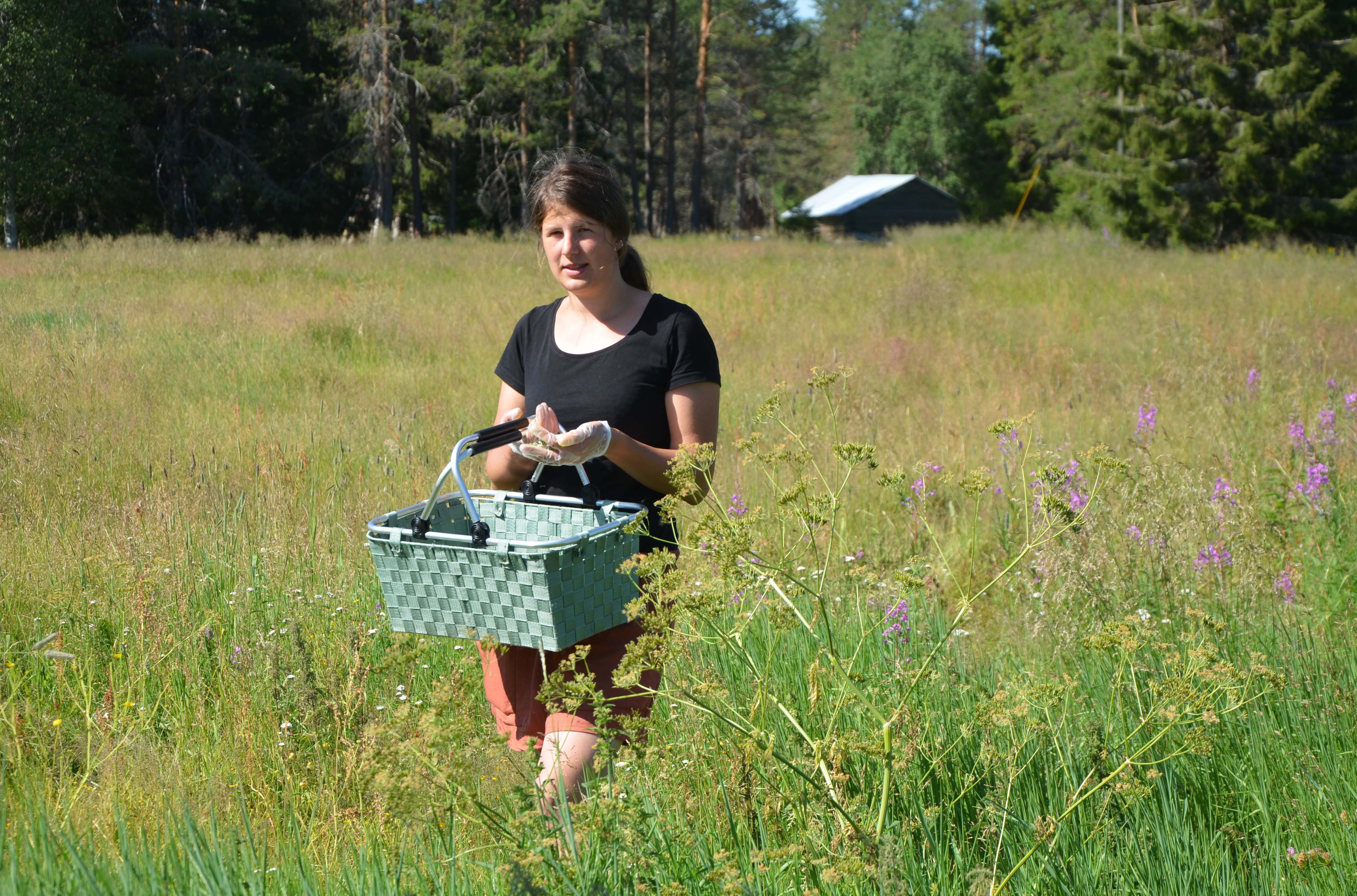 Pehtoori Inga Kosunen poimii siankärsömön kukkia Pentik Kartanon tiluksilla.