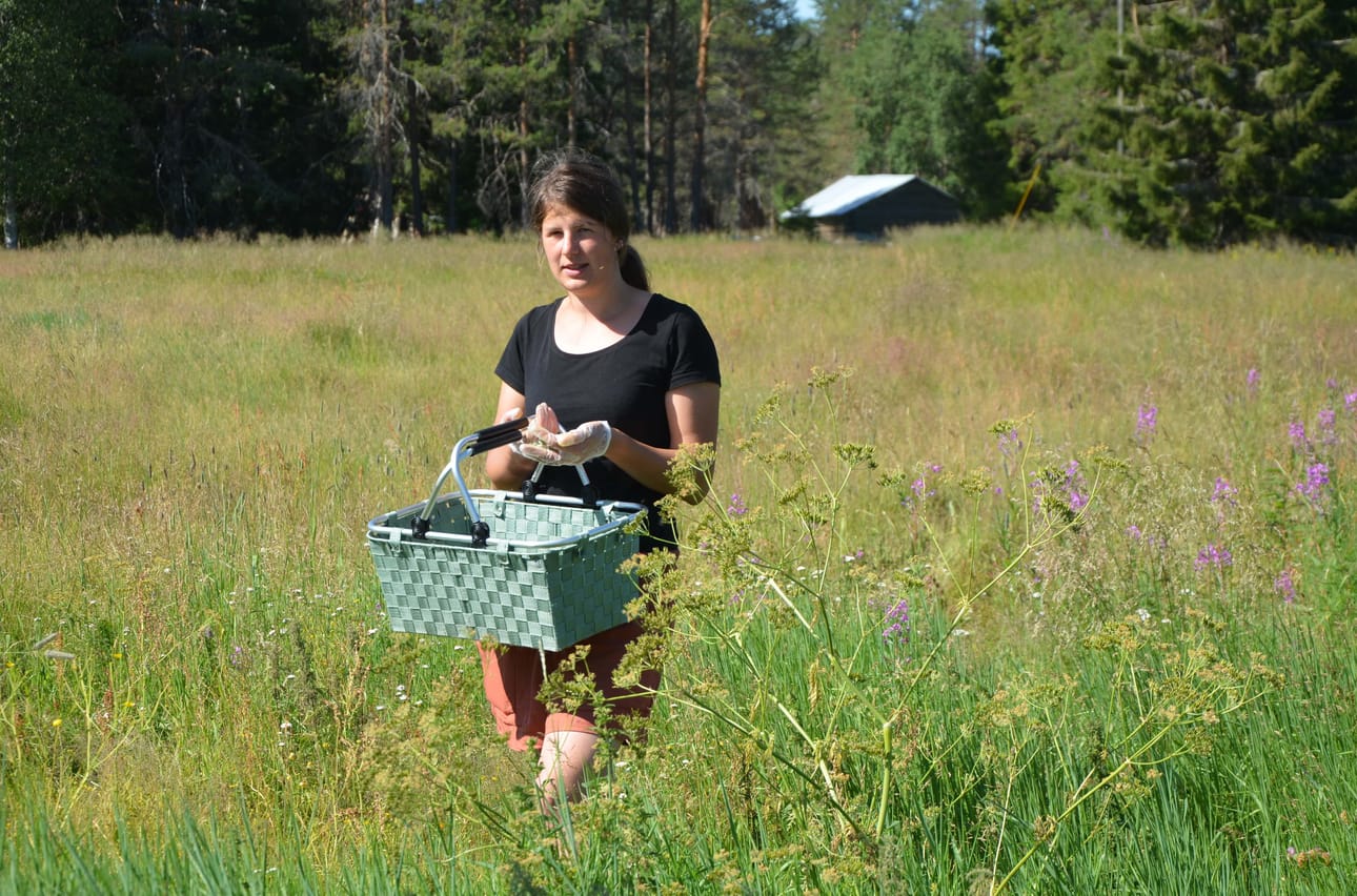 Pehtoori Inga Kosunen poimii siankärsömön kukkia Pentik Kartanon tiluksilla.