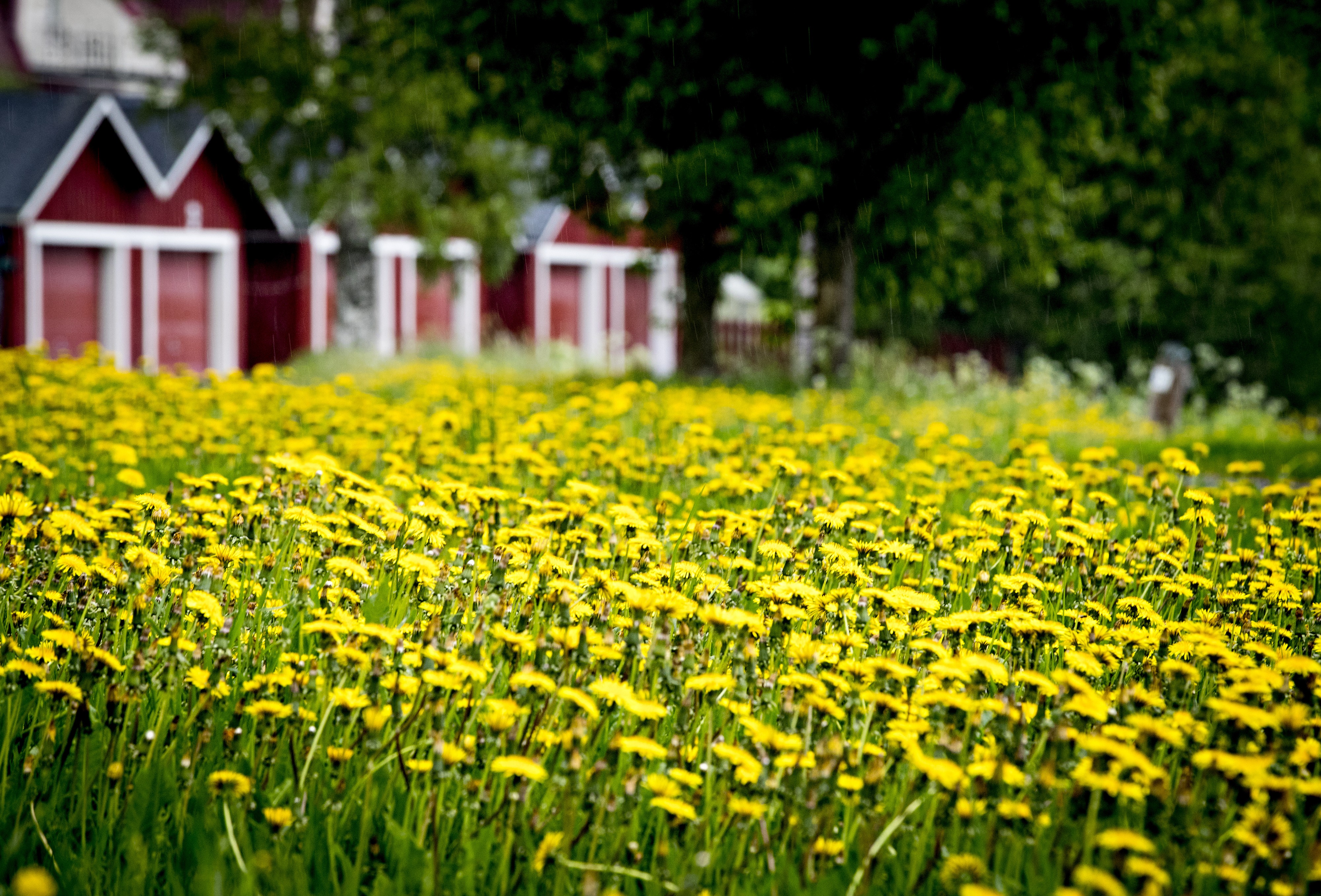 Myös Oulujoen varressa kukkii.
