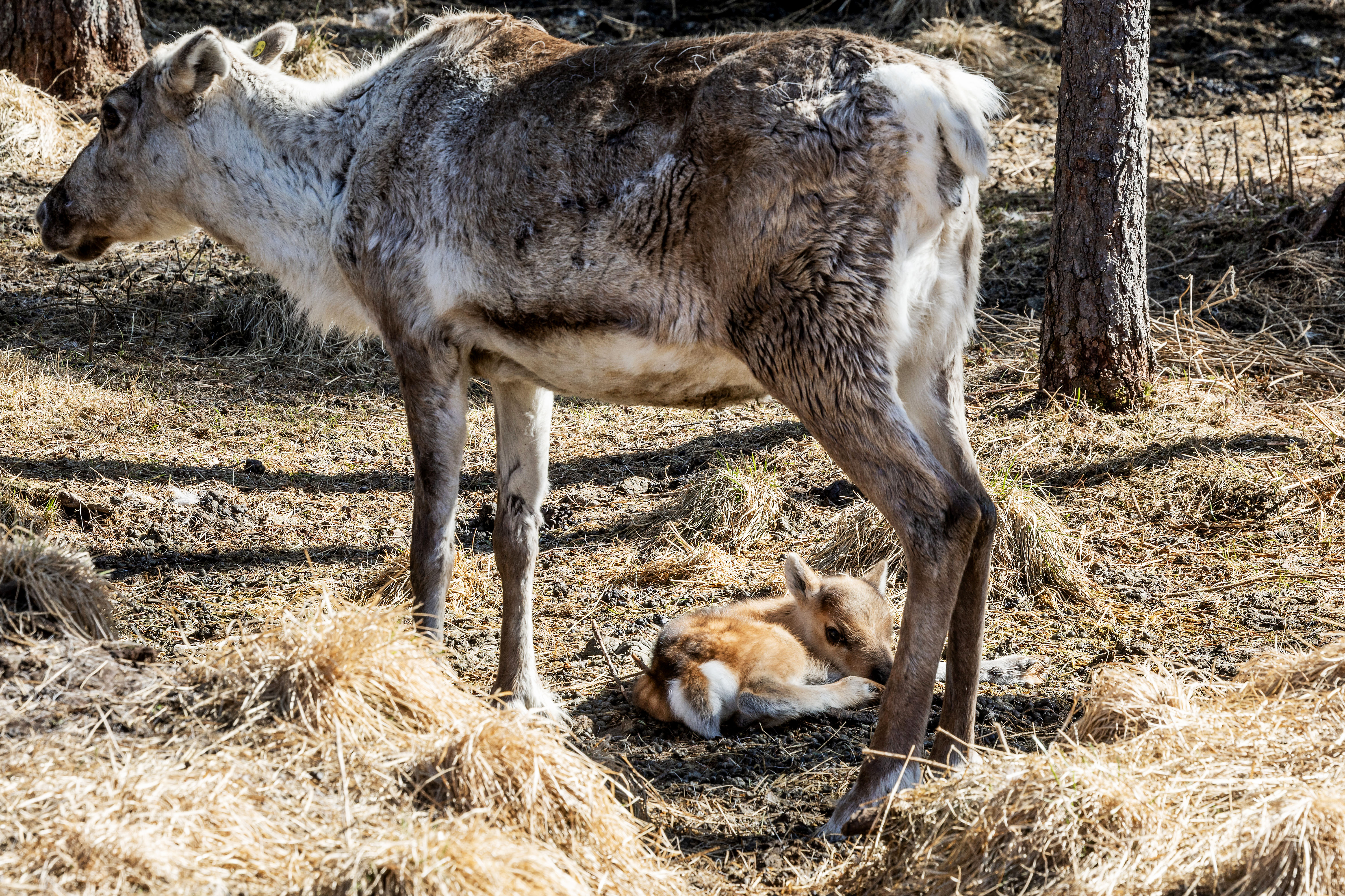 Paliskuntain yhdistyksen johtajan mielestä porojen mikrosiruttaminen olisi mahdoton ajatus