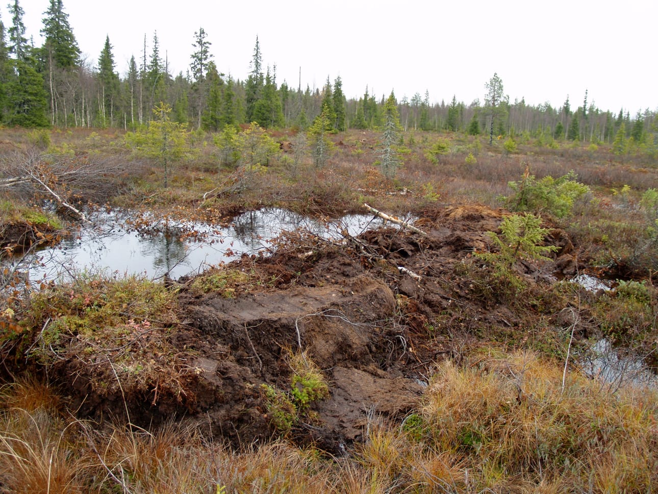 Taivalkosken luoteisosassa sijaitsevaa Marjasuota laitetaan padoilla entiseen kuosiinsa.