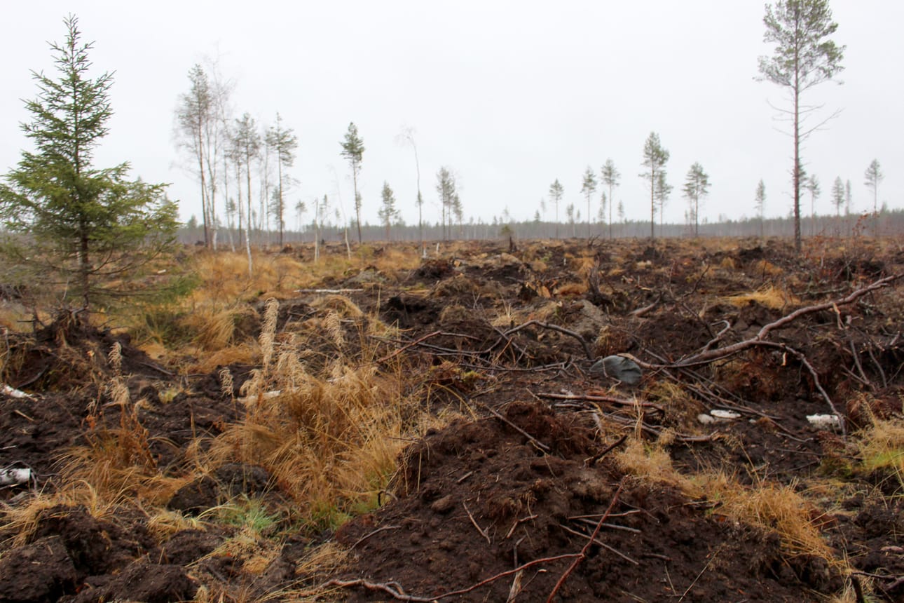 Laajalla hakkuu- ja ojitusalueella metsä on mätästetty luontaista uudistamista varten.