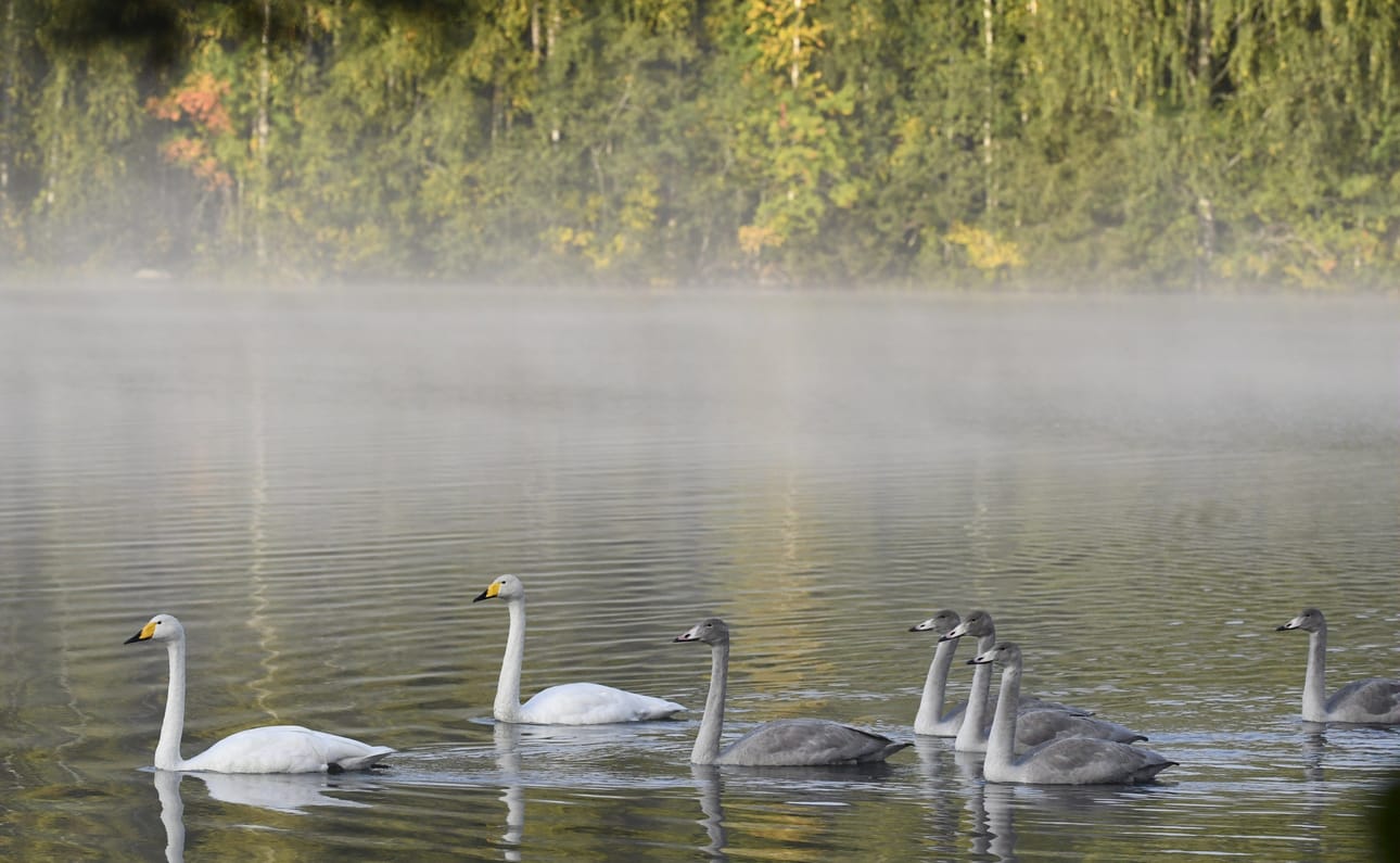 Laulujoutsenia on havaittu vielä marraskuun puolessa välissä useita tuhansia eri puolilla Suomea.