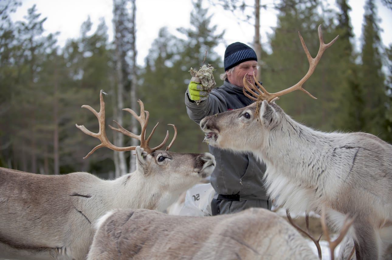 Jäkälä maistuu poroille turvallisissa olosuhteissa tarhalla. Toisin on metsässä, jossa poroja uhkaavat pedot. Posion poroteurastamon esimies Esko Ahola leikkaisi rajusti petokantaa, vasta sitten sillä olisi hänen mukaan jotain vaikutusta.