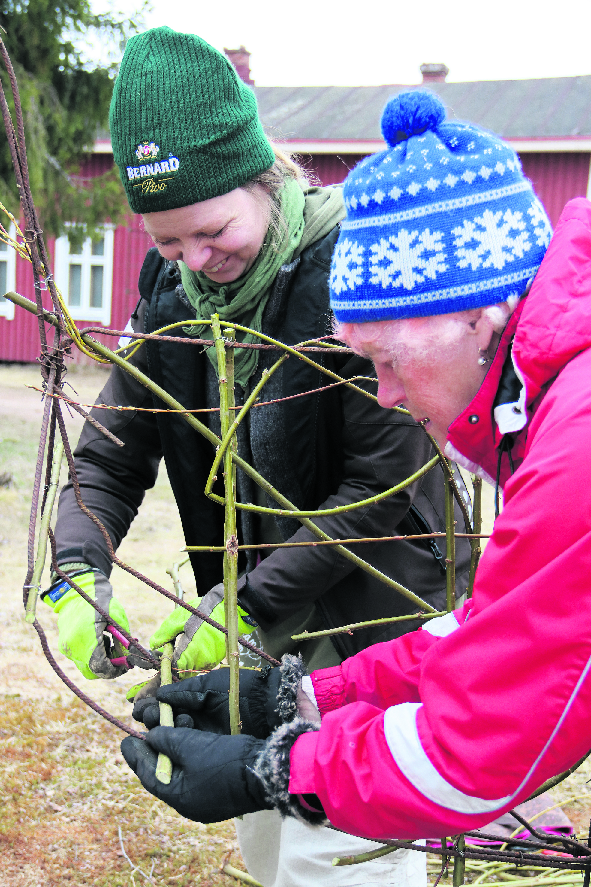 Pienet pensassakset ovat kätevä apuväline pajunsidonnassa. Talkoissa sopivan mittaisiksi leikatut pajunoksat sovitetaan vielä metallikehikkoon sopivaksi.