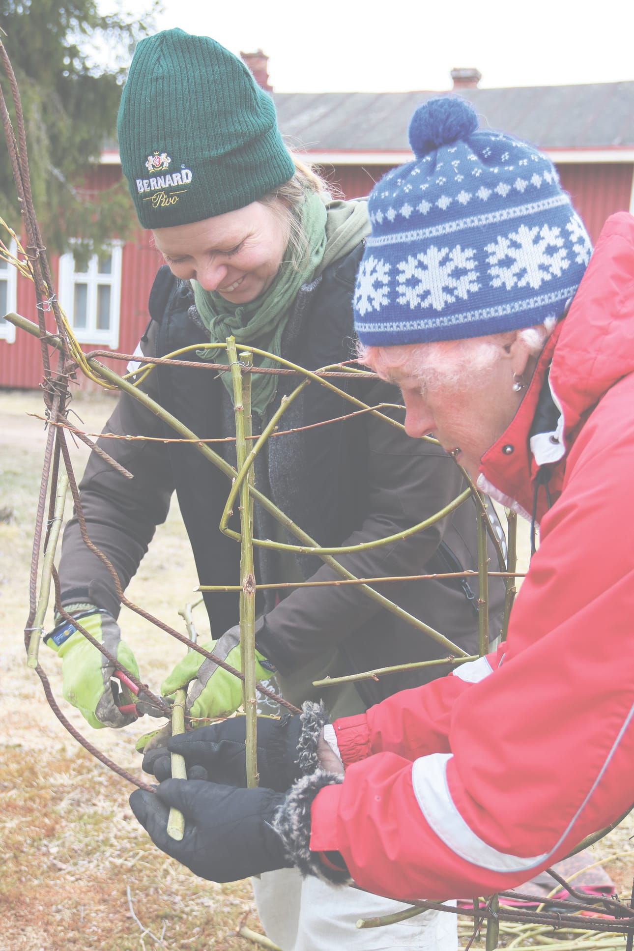 Pienet pensassakset ovat kätevä apuväline pajunsidonnassa. Talkoissa sopivan mittaisiksi leikatut pajunoksat sovitetaan vielä metallikehikkoon sopivaksi.