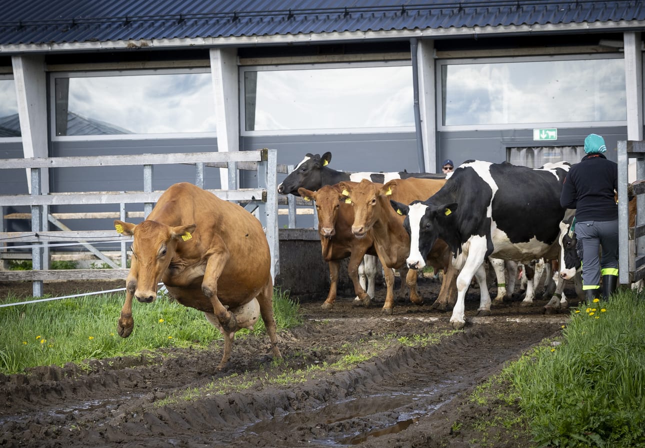 Ensimmäisenä laitumelle säntäsi innokas suomenkarja. Lain mukaan kaikkien lehmien on päästävä vuodessa vähintään kahdeksi kuukaudeksi ulkoilemaan kesälaitumille.