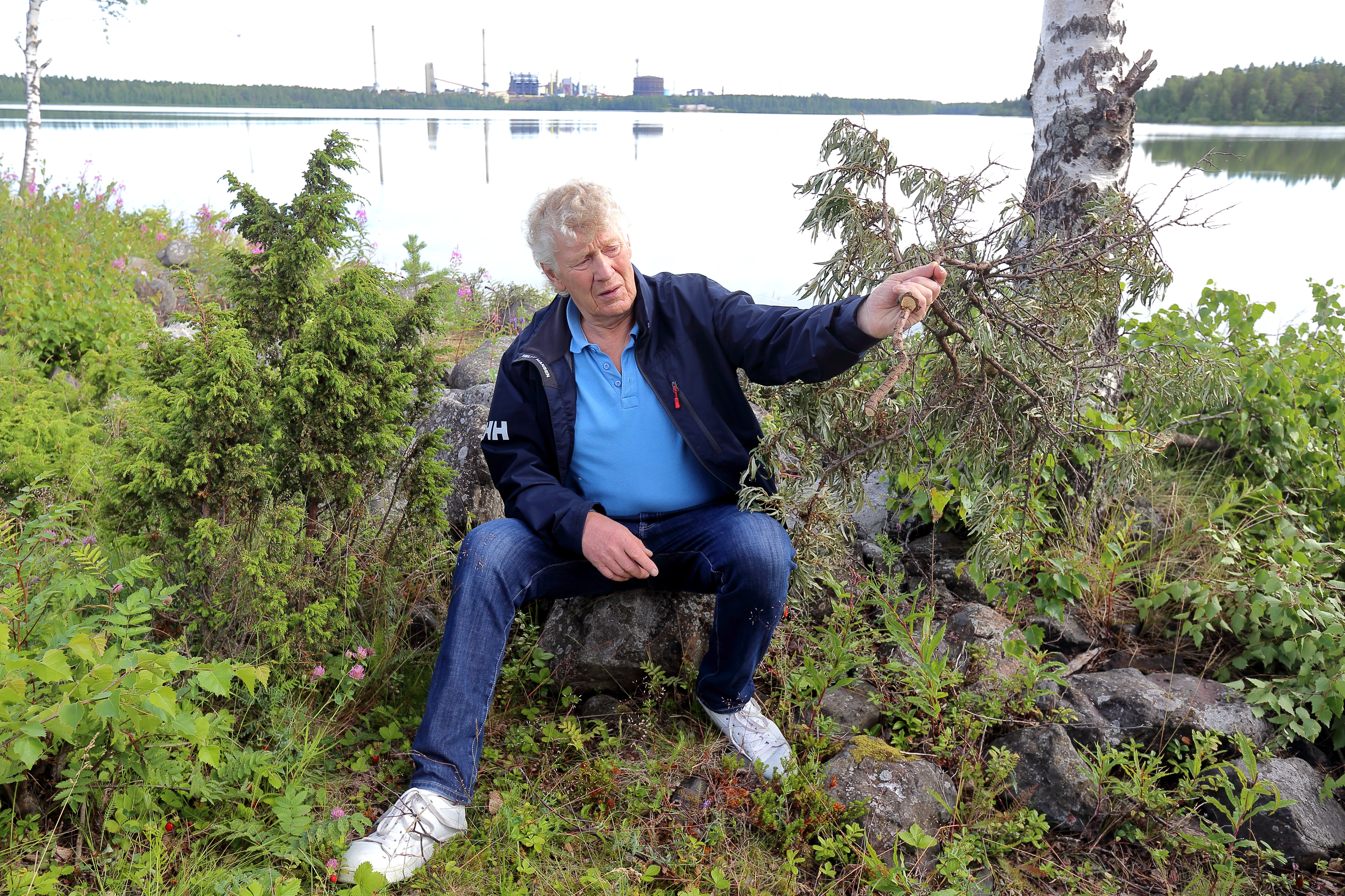 Aimo Karppinen tyrmistyi: Tyrnipensaat kaadettu matalaksi patotiellä