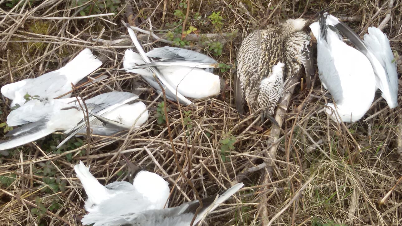Oulunsalosta löytyi kuolleita lokkeja. Marja Isomursu Oulun Evirasta sanoo, että erityisesti ilmoitukset joukkokuolemista tai oudosti käyttäytyneiden eläinten kuolemista ovat eläintautitutkimusten kannalta kiinnostavia.