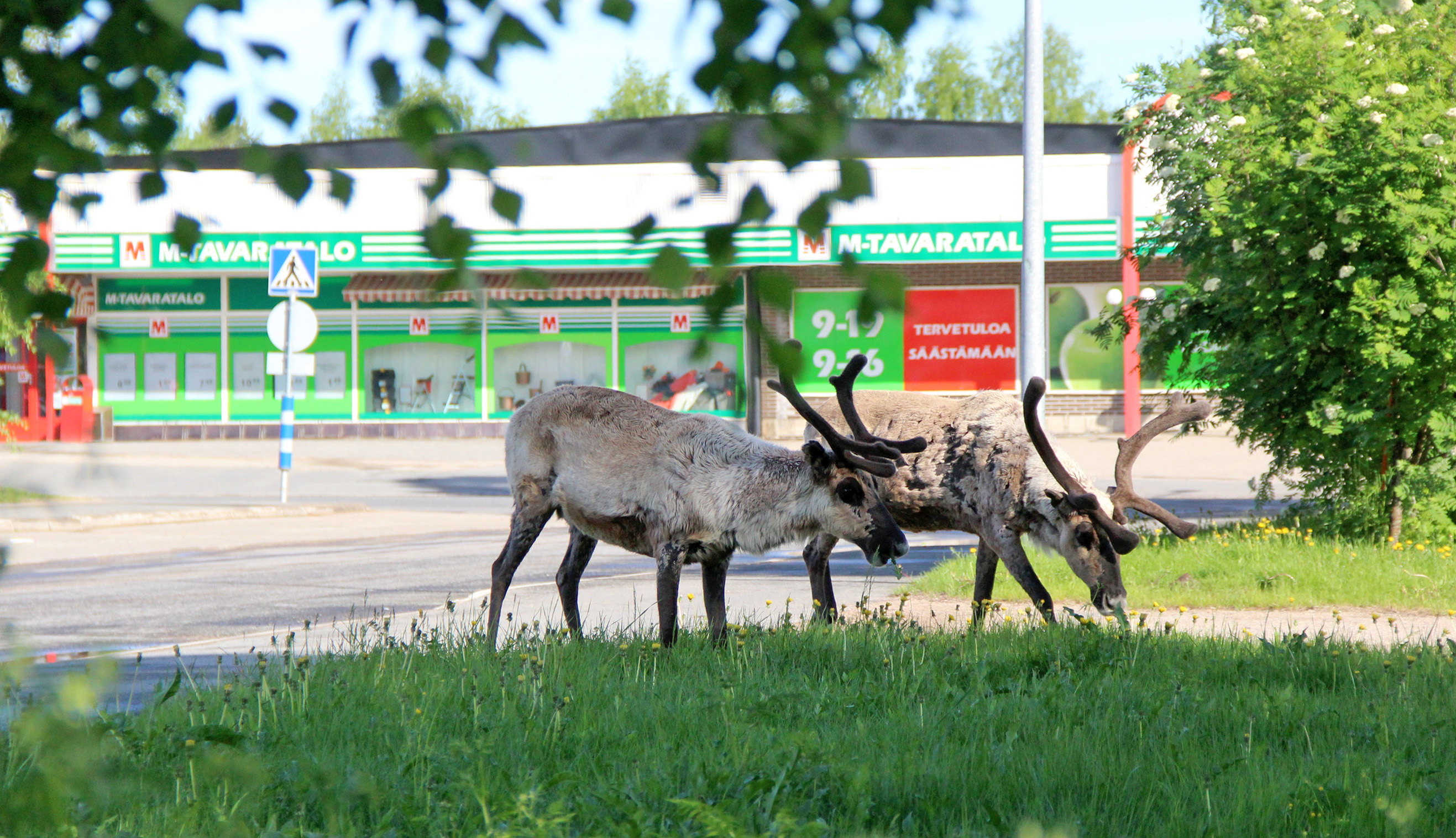 Poroherrat aamukävelyllä ja -palalla Kurenalla.