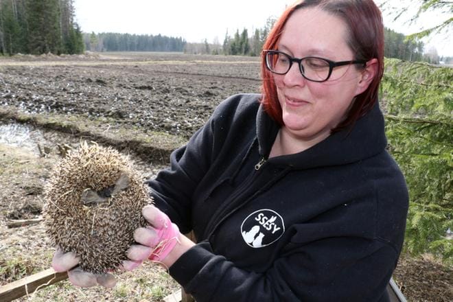 Nano-niminen siili löytyi viime kesänä Seinäjoelta ja se painoi löydettäessä vain 77 grammaa. Tanja Nevala ruokki sitä ensi ruiskulla ruiskulla ja nyt se painaa jo 1,2 kiloa. Nano päästettiin luontoon viikonloppuna. KUVAT: JORMA HAVULA