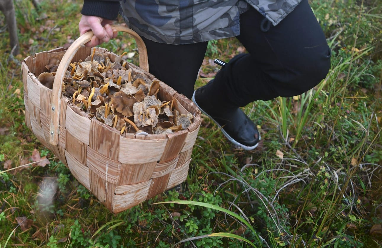 Paras sienisato on tällä hetkellä Turun seudulla, kertoo Luonnontieteellisen keskusmuseon sieniasiantuntija Pertti Salo. LEHTIKUVA / JUSSI NUKARI
