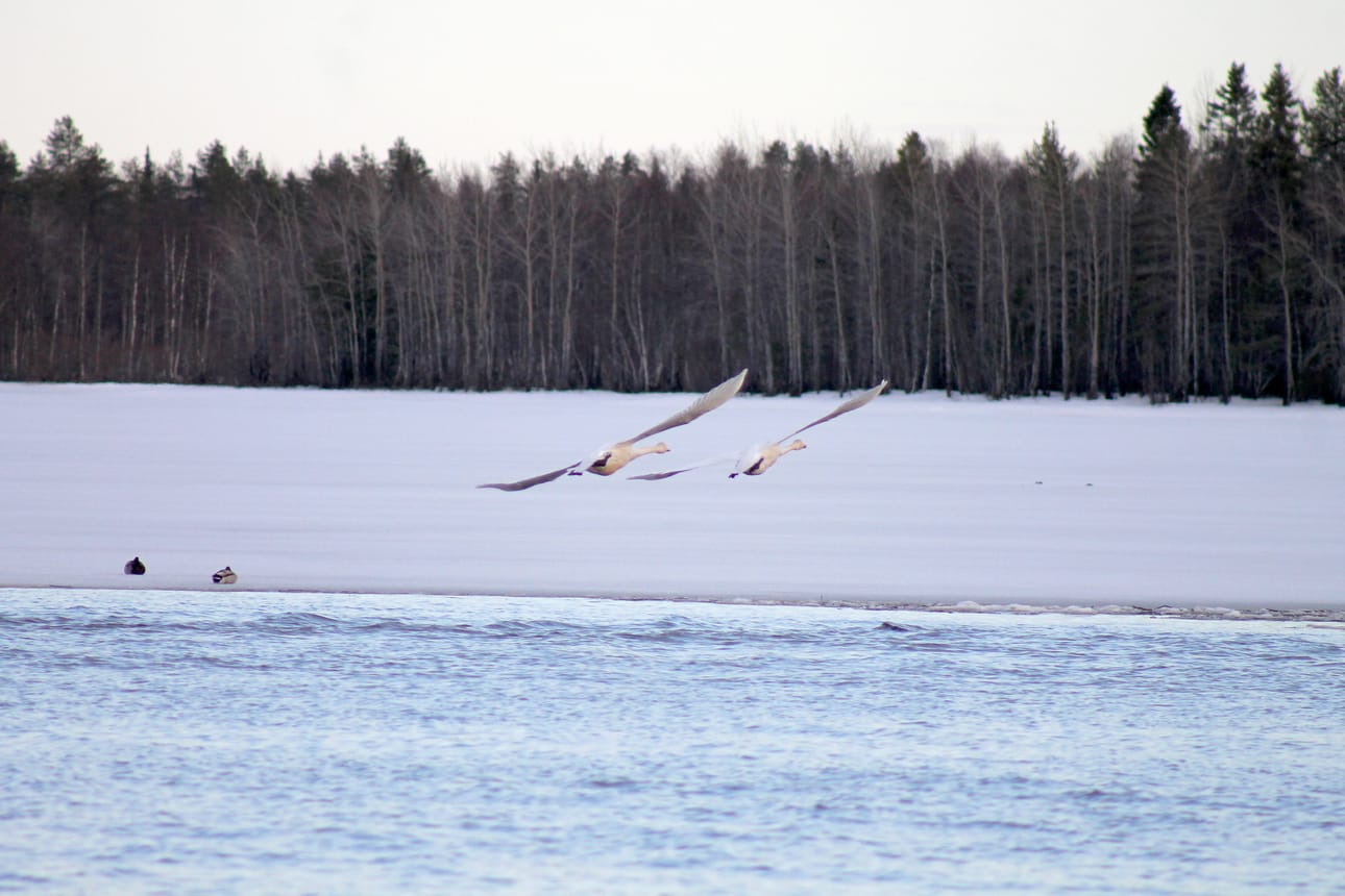 Joutsenpari lentää Pudasjärvellä toukokuun alussa.