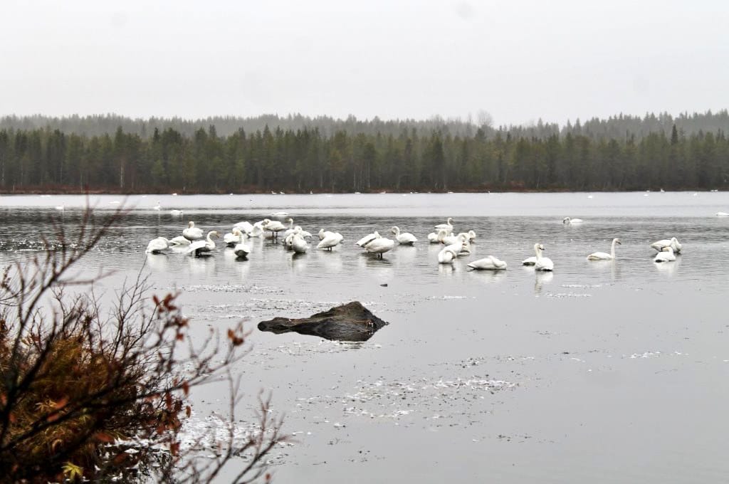 Nissinjärven joutsenet