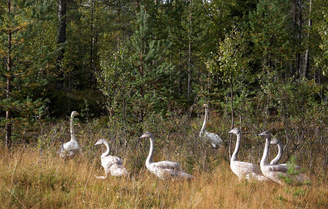 Joutsenpari tepasteli viiden poikasensa kanssa keskiviikkoiltana Rovaniementien varressa noin 20 kilometriä Posion keskustasta. Joutsenperhe oli ilmeisemmin matkalla läheiselle lammelle.