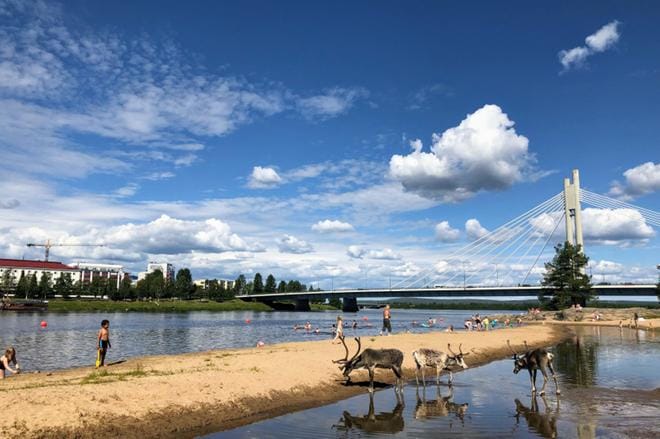 Porot ovat viihtyneet tänä kesänä Rovaniemen keskustan tuntumassa rannalla, vaikka siellä olisi uimareitakin. KUVA: