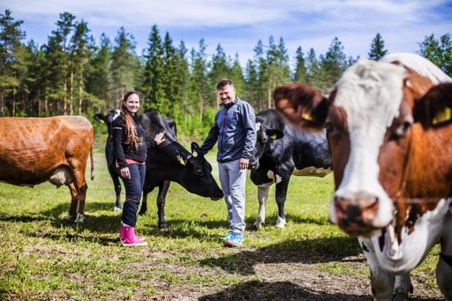 Jaakko ja Laura Lammin tilalla vasikat ja joutilaat ovat laiduntaneet aina, mutta nyt myös lypsävät ovat vähintään 3,5 kuukautta ulkona. Vasikoita luomutilalla juotetaan maidolla kolme kuukautta vanhoiksi. Sonnivasikat lähtevät paljon ennen tätä ikää muualle. KUVA: KRISTA LUOMA
