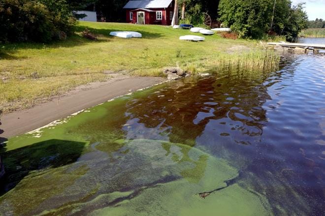 Sinileväinen vesi on vaaraksi.