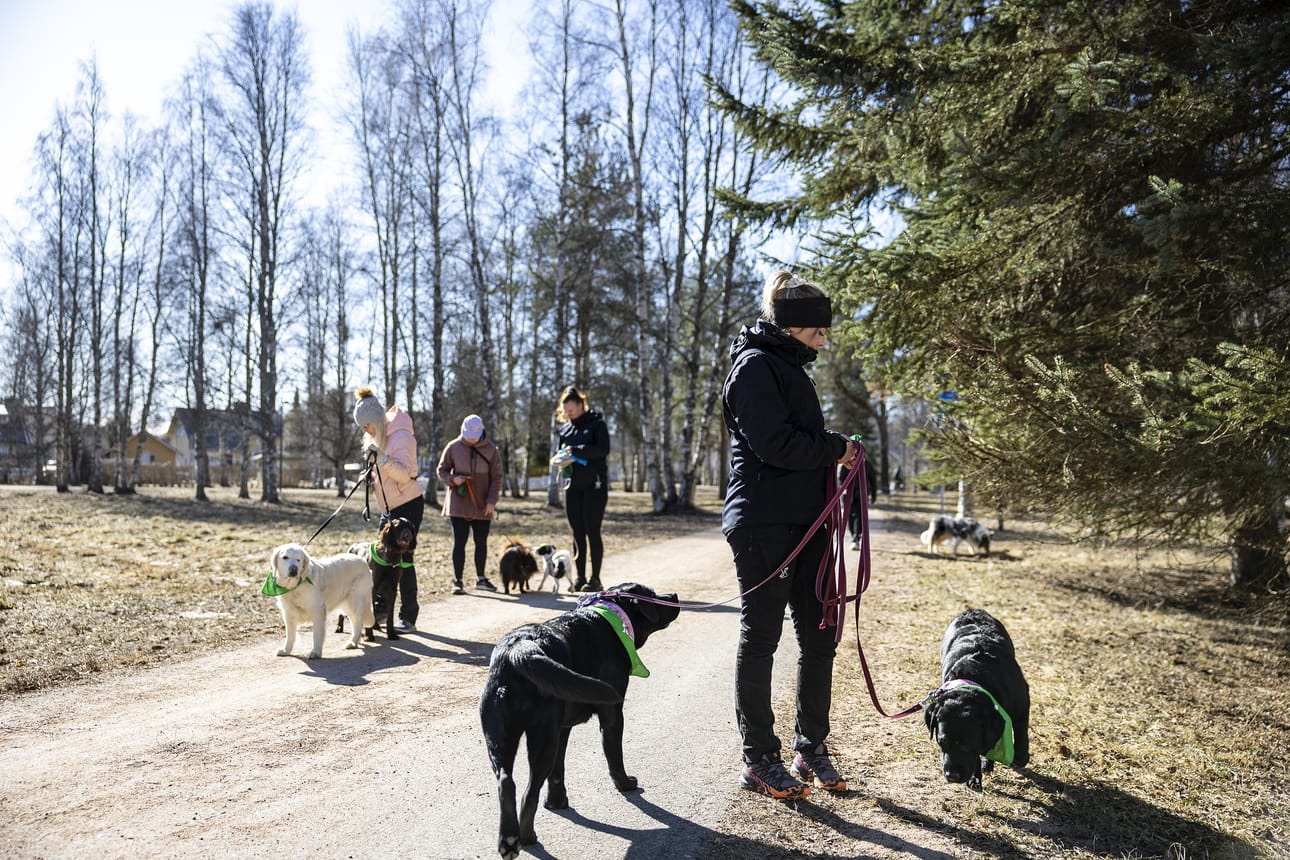Kakkakävelyllä kerätään koirien jätöksiä kulkuväylien varrelta muun muassa Oulussa. Näillä töin ovat Heidi Mertaniemi (etualalla) koiriensa Vilman ja Pepin kanssa, Paula Mertaniemi Lumin ja Colan kanssa, Anni Teppola Sulon kanssa sekä Janika Honka Nellan kanssa.
