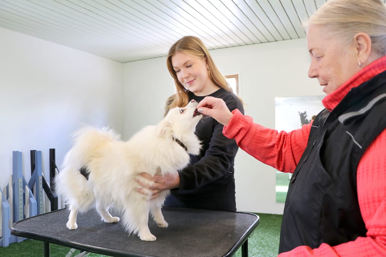 Elli Mertaniemi opiskelee rakennusinsinööriksi, mutta hän on innostunut myös koira-alan yrittäjyydestä. Marjatta Ukonmäen Yoyo treenaa pöydällä oloa. Näyttelyissä tuomari tutkii pienet koirat pöydän päällä.
