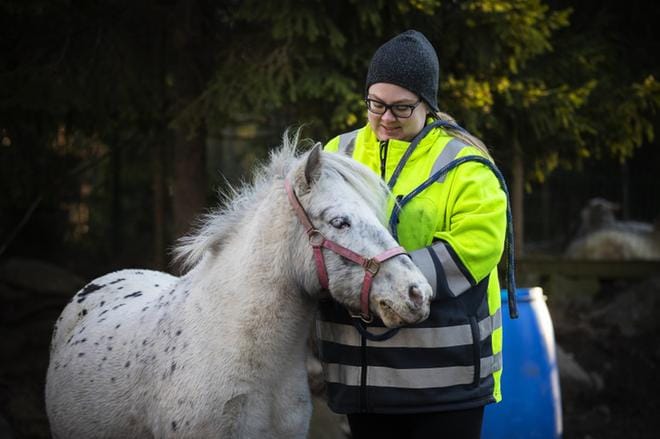 Finnbyn tallia Gerbyssä Vaasassa pyörittävän Essi Jäntin tallilla on kymmenkunta ratsua. Hyvinvointitallilla pyrkimyksenä on antaa hevosten elää niille lajityypillistä laumaeläimen elämää. Hevoset saavat kulkea vapaina pihattohallissa ja niille tarkoitetulla ulkoilualueella. KUVA: JARNO PELLINEN