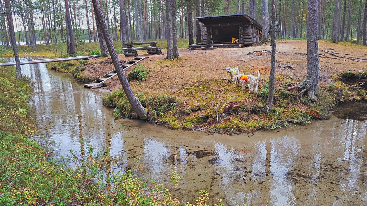 Turvallinen ja elämyksellinen yö ulkona luonnossa on kantava idea metsähotellissa.