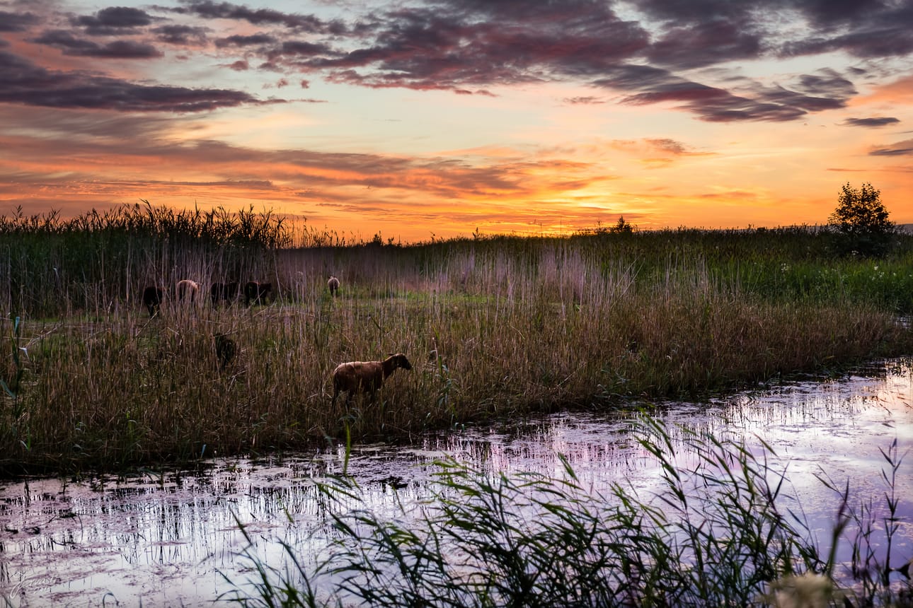 Vihiluodon rantalaitumella pidettiin kesälampaita myös viime kesänä.