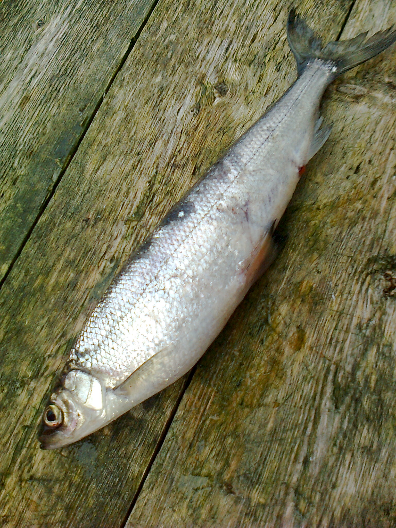 Kostonlammen suurmuikku.