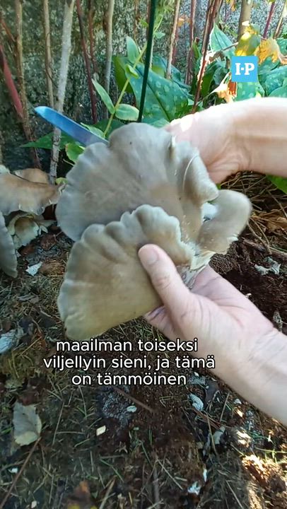 Osterivinokas kasvaa vaikka kotipihassa